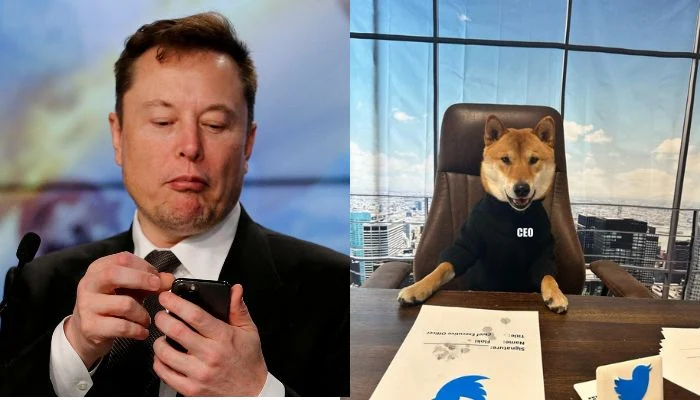 Memecoins soar after Musk names his dog new Twitter CEO