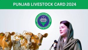 مریم نواز