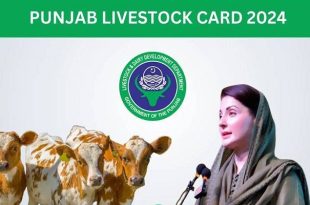 مریم نواز